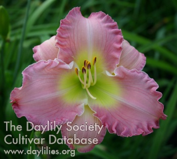 Daylily Scintillation in Pink